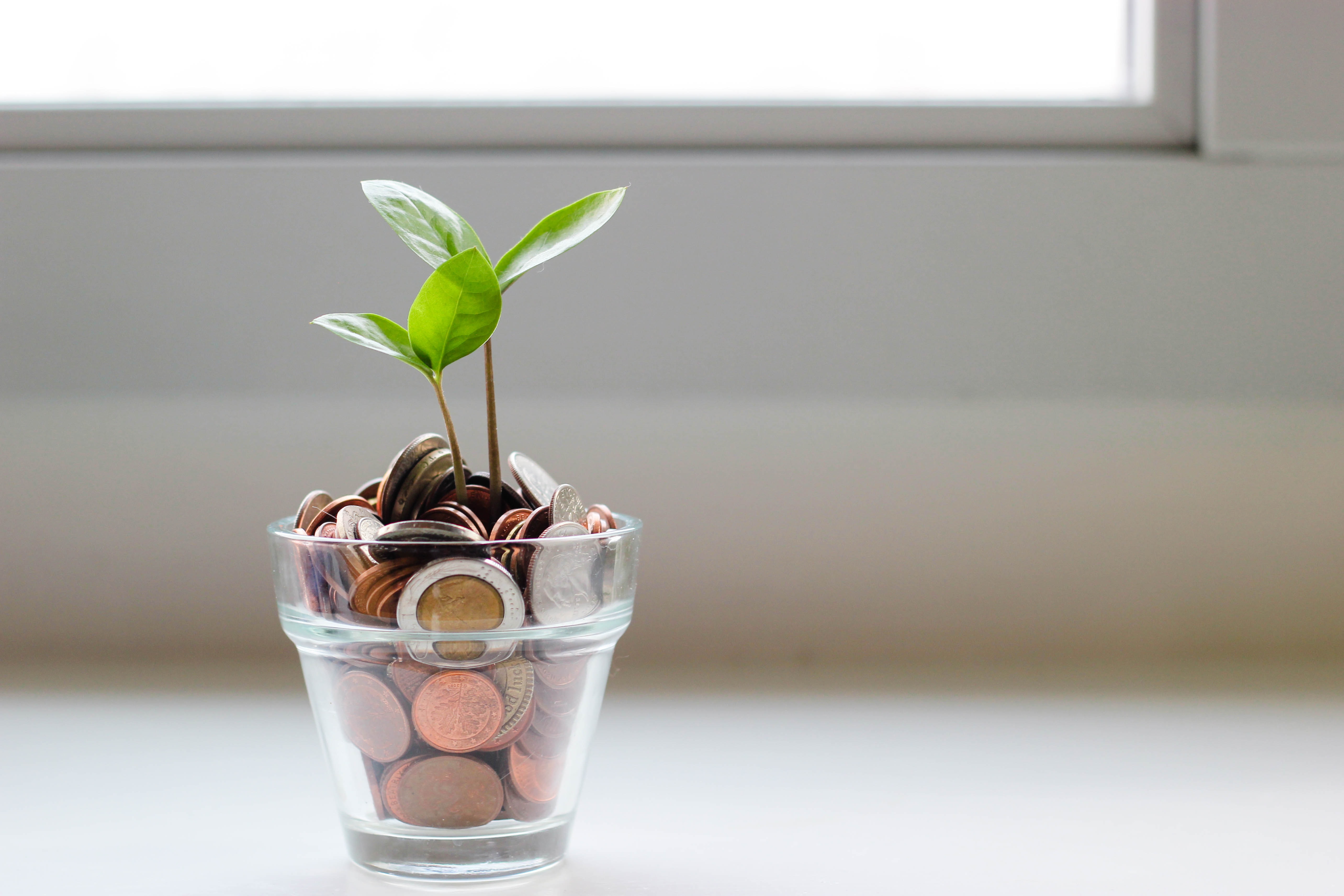 sprout-from-moneyjar-unsplash